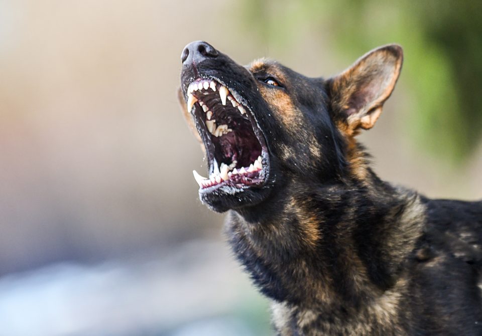 Woman Trained Dog to Attack – Charged with Assault